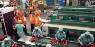 SE NECESITAN EMPACADORES/AS DE PRODUCTOS (TOMATES), CON O SIN EXPERIENCIA PREVIA. FULL TIME 1ER TURNO, BUEN PAGO empacador de producto