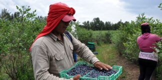 SE SOLICITAN AYUDANTES PARA GRANJA DE UVAS (NO SE REQUIERE EXPERIENCIA), EXCELENTE PAGO POR HORA. JORNADA FULL TIME Ayudantes Para Granja de Uvas mano de granja personal masculino