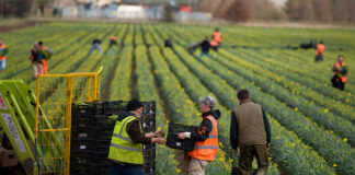 SE SOLICITAN TRABAJADORES AGRÍCOLAS (CON O SIN EXPERIENCIA, SE ENTRENARÁ), HORARIO FLEXIBLE. SE OFRECE ALOJAMIENTO Y BUEN PAGO peon-agricola-trabajador-agricola-Agricultural-worker