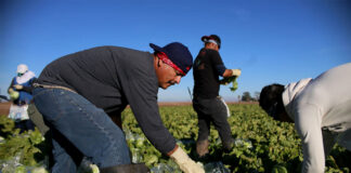 SE SOLICITA PEÓN AGRÍCOLA PARA FINCA (CON O SIN EXPERIENCIA). JORNADA COMPLETA. SE OFRECE INCORPORACIÓN INMEDIATA Y BUEN PAGO peon-agricola