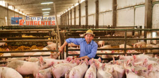 SE SOLICITA PEÓN GANADERO PARA GRANJA PORCINA (LIMPIEZA Y CUIDADO), NO SE REQUIERE EXPERIENCIA. JORNADA COMPLETA peon-for-pig-farm-peon-para-granja-porcina