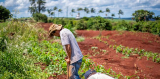SE SOLICITAN PEONES AGRÍCOLAS CON MÍNIMA EXPERIENCIA EN PLANTACIÓN Y RECOLECCIÓN, TIEMPO PARCIAL O COMPLETO JORNADA peones agricolas