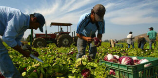 SE SOLICITAN PEONES AGRÍCOLAS (HOMBRES Y MUJERES) MÍNIMA EXPERIENCIA, JORNADA DE 8:00 A 16:00 HS. INCORPORACIÓN INMEDIATA peones agricolas
