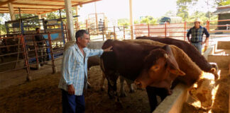 SE BUSCA PEÓN GANADERO/A PARA GANADERÍA DE VACUNO DE LECHE (SE VALORARÁ EXPERIENCIA), CONTRATACIÓN INMEDIATA peones ganaderos Trabajador Para Finca Ganadera Worker for Livestock Farm peon