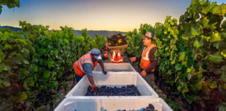 SE SOLICITAN PEONES AGRÍCOLAS PARA VIÑEDO (HOMBRES Y MUJERES) POCA EXPERIENCIA, JORNADA FULL TIME. 6 VACANTES, BUEN PAGO peones para vineño female and male staff