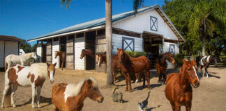 SE BUSCA PERSONAL PARA GRANJA DE CABALLOS (CUIDADO Y MANTENIMIENTO), EXPERIENCIA MÍNIMA. TRABAJO POR HORAS, EXCELENTE PAGO personal para granja de caballo