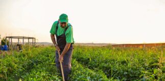 SE SOLICITAN TRABAJADORES AGRÍCOLAS (MUJERES Y HOMBRES) PARA CULTIVOS, VIVEROS E INVERNADEROS. POCA EXPERIENCIA, FULL TIME trabajadores-agricolas