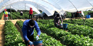 SE SOLICITAN 30 PEONES AGRÍCOLAS PARA COSECHA Y CULTIVOS (HOMBRES Y MUJERES), NO SE REQUIERE EXPERIENCIA. JORNADA DE 6 HORAS DIARIAS trabajadores de cultivo trabajadores de cultivo hombres y mujeres