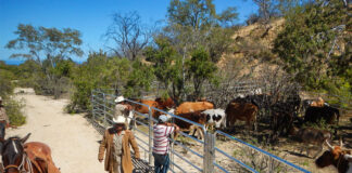 SE SOLICITAN AYUDANTES PARA RANCHO DE GANADO (NO SE REQUIERE EXPERIENCIA), 2 VACANTES. SE OFRECE BUEN PAGO Ayudantes Para Rancho De Ganado Cattle Ranch Helpers