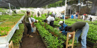 SE BUSCAN TRABAJADORES PARA INVERNADERO (HOMBRES Y MUJERES), PARA CUBRIR 10 VACANTES. POCA EXPERIENCIA, 36 HORAS POR SEMANA Trabajadores-para-invernadero-Greenhouse workers-female-and-male-staff-personal-masculino-y-femenino