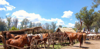 SE SOLICITAN 2 AYUDANTES PARA RANCHO DE CABALLOS (SE PREFIERE EXPERIENCIA), HORARIOS FLEXIBLES PART TIME Y FULL TIME ayudante para rancho de caballos Assistant for Horse Ranch,