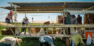 SE BUSCAN 7 TRABAJADORES AGRÍCOLAS, NO SE REQUIERE EXPERIENCIA (SE ENTRENARÁ). LABORES GENERALES, 40 HORAS SEMANALES trabajador agricola Agricultural Worker