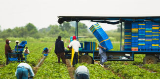 SE SOLICITAN TRABAJADORES AGRÍCOLAS (NO SE REQUIERE TENER EXPERIENCIA), FULL TIME. 3 VACANTES, BUEN PAGO POR HORA trabajador agricola Gricola Worker