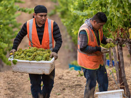 trabajador de viñedo vineyard worker