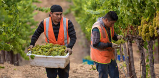 SE SOLICITAN TRABAJADORES PARA VIÑEDO (CON O SIN EXPERIENCIA), 6 VACANTES. BUEN PAGO POR HORA trabajador de viñedo vineyard worker
