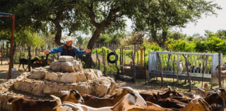 SE BUSCA TRABAJADOR PARA RANCHO DE GANADO (POCA EXPERIENCIA), SE OFRECE BUEN PAGO POR HORA Y ESTABILIDAD LABORAL trabajador para rancho Ranch Worker