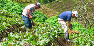 SE SOLICITAN TRABAJADORES AGRÍCOLAS Y OBRERO (MUJERES Y HOMBRES), TAREAS GENERALES. POCA EXPERIENCIA, 6 VACANTES. 35 HORAS SEMANALES trabajadores-agricolas-agricultural-workes Agricultural Workers and Laborers