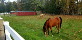 SE SOLICITAN AYUDANTES PARA GRANJA DE CABALLOS PART TIME (CON O SIN EXPERIENCIA), CON GANAS DE APRENDER, SE CAPACITARÁ Ayudantes para granja de Caballos y Establos Barn Worker for Horse and Stable Care