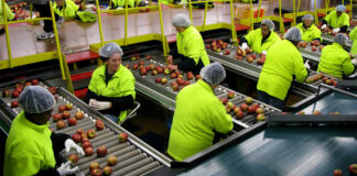 SE BUSCAN HOMBRES Y MUJERES PARA CLASIFICAR Y EMPACAR FRUTAS Y VERDURAS (CON O SIN EXPERIENCIA), 1ER TURNO DE LUNES A VIERNES Hombres y mujeres para clasificar y empacar frutas y verduras empacadores de frutas fruit packers