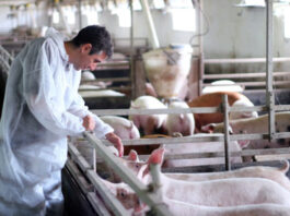 Operario para granja de cerdo pig farm worker limpieza y cuidado de granja