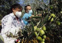 Peones agrícolas para recolección de aceituna trabajadores recolectores de aceituna olive harvesting workers campaign