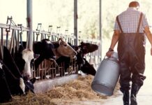 Trabajadores para granja lechere Workers For Dairy Farm trabajo en Canadá