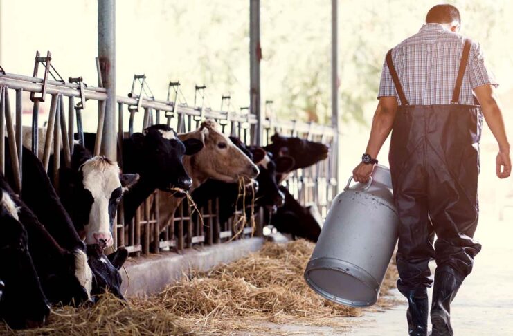 Trabajadores para granja lechere Workers For Dairy Farm trabajo en Canadá