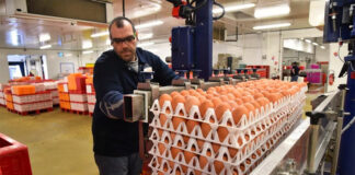 SE SOLICITA OPERARIOS/AS PARA EMPAQUE DE HUEVOS (CON O SIN EXPERIENCIA). INCORPORACIÓN INMEDIATA, JORNADA COMPLETA operarios para empaque de huevos operators egg packing workers