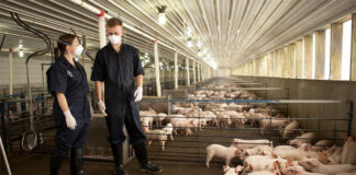 SE NECESITAN TRABAJADORES PARA GRANJA DE CERDOS (CON O SIN EXPERIENCIA), FULL TIME. BUEN PAGO POR HORA trabajadores para granja de cerdos hombres y mujeres personal para porcinas de cerdos staff for pig farming sows