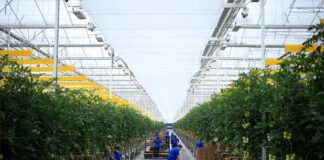 trabajadores para invernadero de tomates tomato greenhouse workers