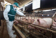 Empleado Para Granja Porcina Peón para granja de cerdos employee for pig farm