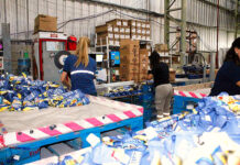 Operario de envasado personal para fabrica empacadores sorteadores etiquetadores packers female and male staff