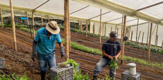 SE SOLICITAN 6 AYUDANTES PARA INVERNADERO (HOMBRES Y MUJERES), NO SE REQUIERE EXPERIENCIA. 40 HORAS SEMANALES ayudantes para invernadero Trabajadores Para Vivero De Plantas Plant Nursery Workers greenhouse helpers