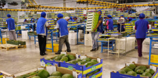 SE PRECISAN OPERARIOS/AS DE PRODUCCIÓN (CON O SIN EXPERIENCIA), PARA EMPRESA DEL SECTOR AGROALIMENTARIO. HORARIOS ROTATIVOS operarios de produccion female and male staff Production operators