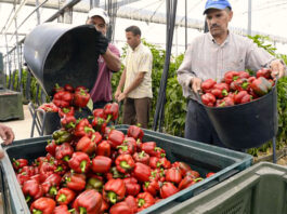 peones agricolas para cosecha y recoleccion de pimientos agricultural laborers for collecting peppers