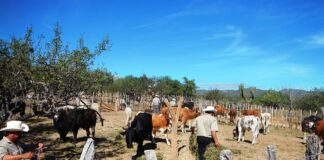 SE NECESITAN TRABAJADORES GANADEROS PARA RANCHO (CON O SIN EXPERIENCIA), 4 VACANTES. JORNADA FULL TIME, BUEN PAGO POR HORA trabajadores ganaderos para rancho farm hand farm workers livestock workers for ranch