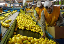 Envasador de citricos operarios y operarias workers for the selection of fruits and vegetables operators