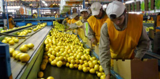 SE PRECISA ENVASADOR/A DE CÍTRICOS (LIMÓN, NARANJA Y MANDARINA), TIEMPO PARCIAL O COMPLETO. TURNOS ROTATIVOS Envasador de citricos operarios y operarias workers for the selection of fruits and vegetables operators
