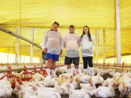 Operarios para granja avicola Poultry farm workers hombres y mujeres