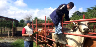 Peon de Finca Para Ganaderia employees for cattle farm