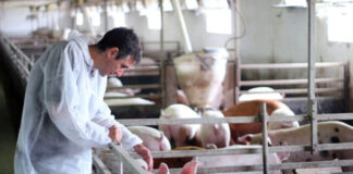 SE NECESITAN 2 PEONES GANADEROS PARA GRANJA DE CERDOS, TURNO DE MAÑANA DE LUNES A VIERNES Peones para granja de cerdos Operario para granja de cerdo pig farm worker limpieza y cuidado de granja