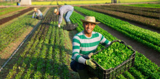 SE NECESITA TRABAJADOR PARA FINCA AGRÍCOLA, SE OFRECE VIVIENDA Y BUENA REMUNERACIÓN Trabajador Para Finca Agrícola Personal Para Finca Agricola Agricultural workers