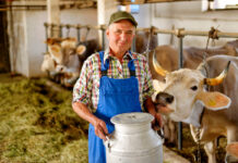 Trabajador para granja lechera empleado para granja vacuna employee for cattle farm
