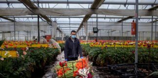SE SOLICITAN 16 TRABAJADORES/AS PARA INVERNADERO (POCA EXPERIENCIA), LABORES GENERALES. BUEN PAGO POR HORA Trabajadores Para Invernadero hombres y mujeres Agricultural worker for greenhouse