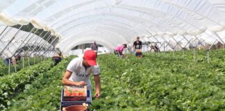 SE NECESITAN TRABAJADORES PARA INVERNADEROS/FINCAS (CON O SIN EXPERIENCIA), COMIENZO INMEDIATO. VARIOS PUESTOS DISPONIBLES Trabajadores Para Invernaderos fincas Farm Greenhouse Workers mozo y encargado