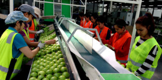 SE BUSCAN 7 TRABAJADORES/AS PARA EMPAQUE DE FRUTAS EN FABRICA (CON O SIN EXPERIENCIA), BUENA PAGA Trabajadores de empaque de frutas packers staff