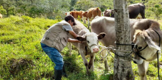 SE SOLICITAN 3 TRABAJADORES PARA RANCHO GANADERO (POCA EXPERIENCIA), JORNADA FULL TIME Trabajadores para rancho ganadero male staff Horse and Cattle Ranch Worker farm hand mano de rancho