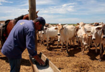 ayudante para rancho de ganado cattle ranch helper male staff