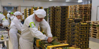 SE SOLICITAN EMPACADORES DE COMESTIBLES PARA SUPERMERCADO (HOMBRES Y MUJERES, 2 VACANTES. NO SE REQUIERE EXPERIENCIA empacadores de comestibles packers supermarkert staff super