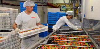 empacadores de dulces female and male staff candy packers trabajadores